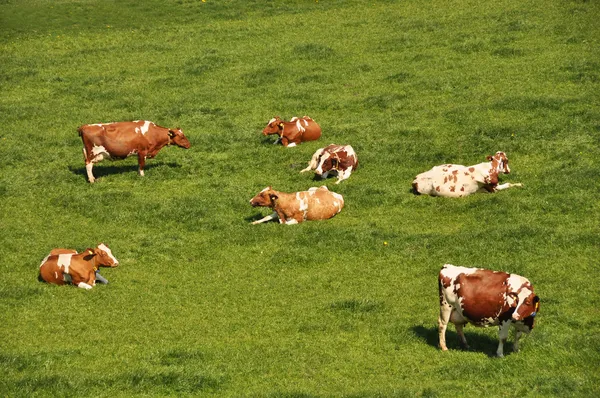 Troupeau de bovins sur une prairie alpine pittoresque — Photo