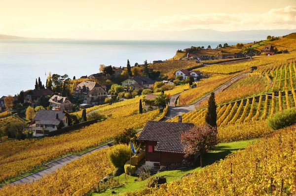 Viñedos en la región de Lavaux, Suiza — Foto de Stock