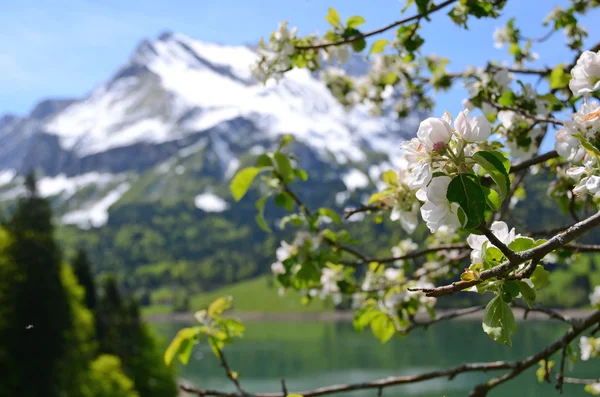 Primavera — Foto Stock