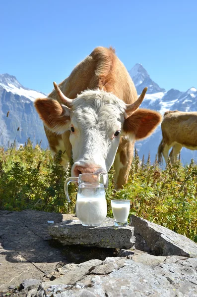 Cows Herd with milk Jug — Stock Photo, Image