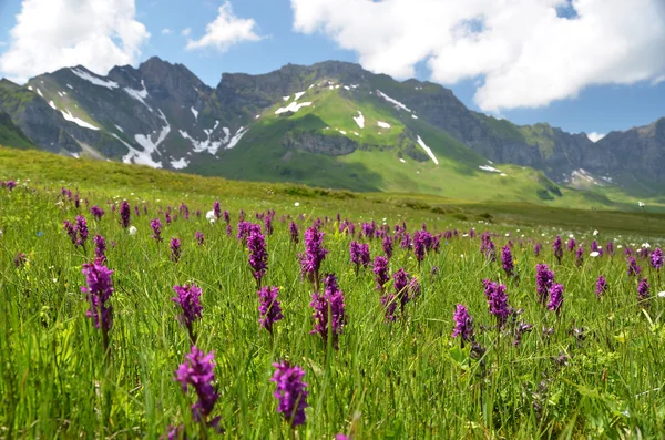 Pradera alpina — Foto de Stock