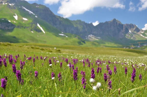 Alpine meadow. — Stock Photo, Image