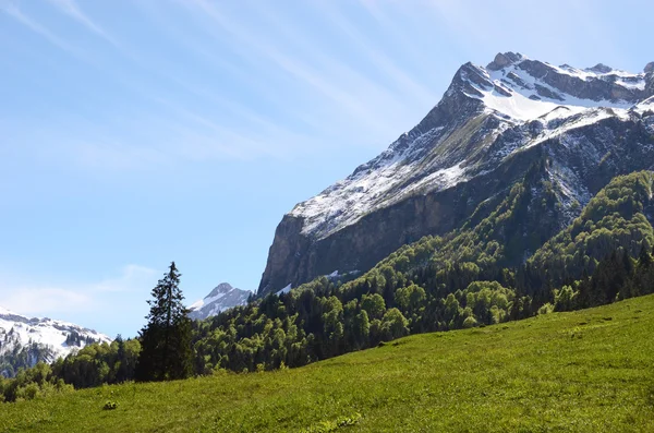 Альпийский луг . — стоковое фото