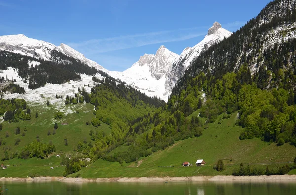 Альпийский луг . — стоковое фото