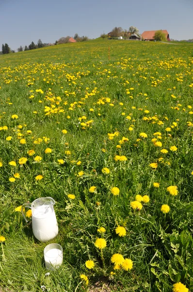 Jug of milk on the meadow. — Stock Photo, Image