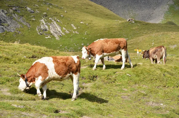 Cows in meadow — Stock Photo, Image
