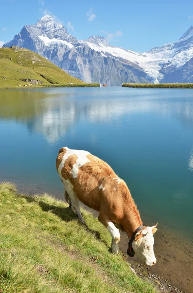 Koe in een alpiene weide. — Stockfoto