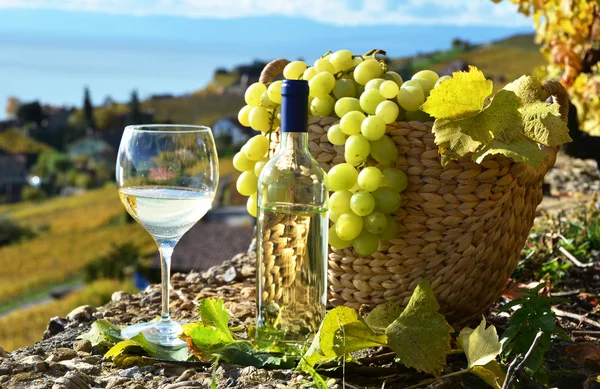 Wino i winogrona. — Zdjęcie stockowe