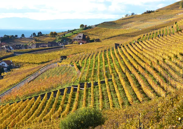 Winnice w regionie lavaux — Zdjęcie stockowe