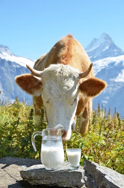 Kruik van melk tegen kudde van koeien. — Stockfoto