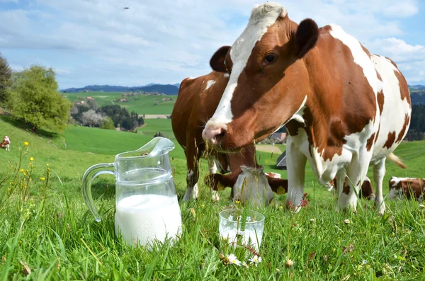 Leite e vacas . — Fotografia de Stock