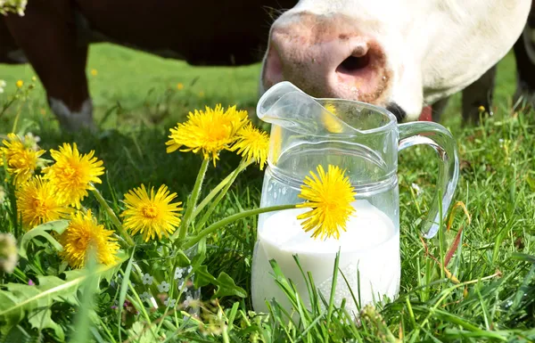 Milch und Kühe. — Stockfoto