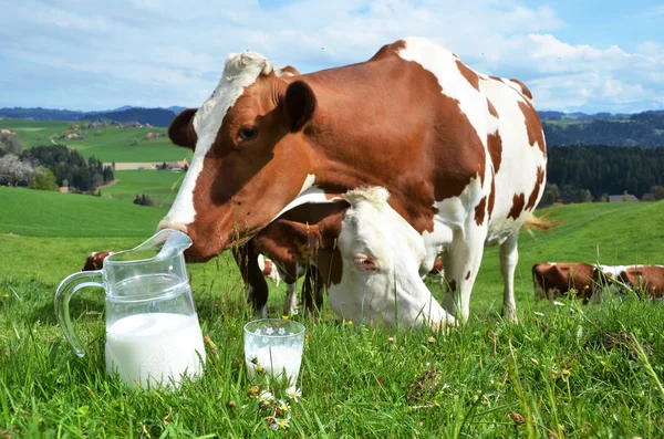 牛乳や牛. — ストック写真