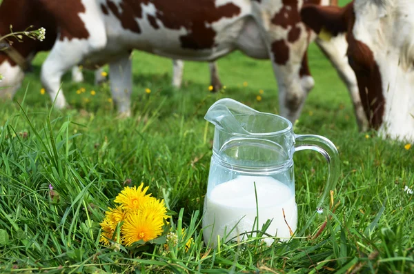 Milch und Kühe. — Stockfoto