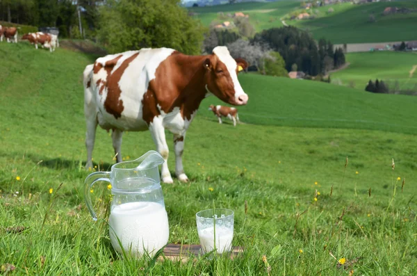 Melk en koeien. — Stockfoto