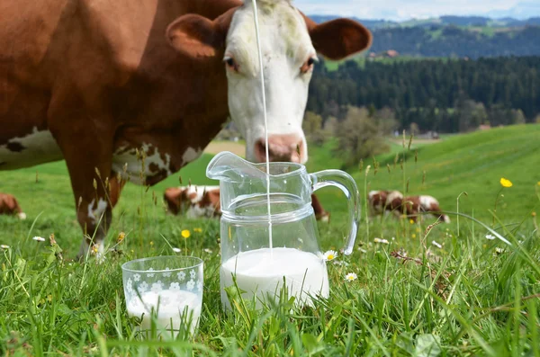 Mléko a krávy. — Stock fotografie