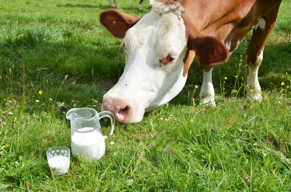 Mléko a kráva. — Stock fotografie