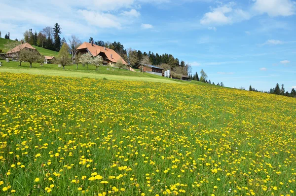 Våren i Burgdorf — Stockfoto