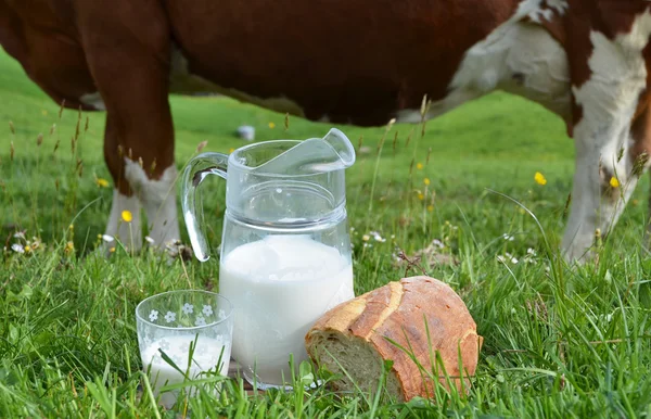 Sütü ve inek. — Stok fotoğraf