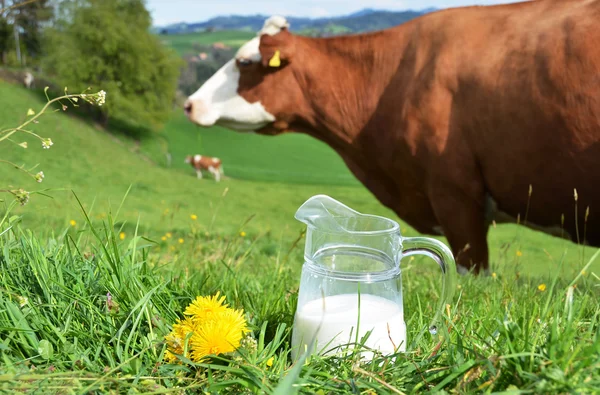 Milch und Kühe — Stockfoto