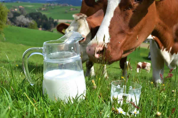 Milch und Kühe — Stockfoto