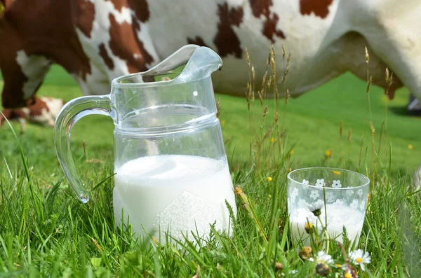 Milch und Kühe — Stockfoto