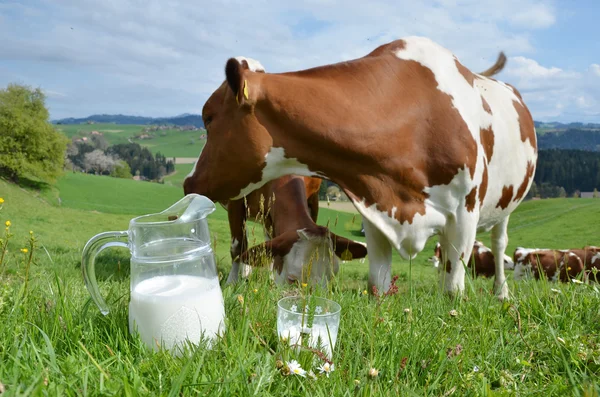 Leche y vacas — Foto de Stock