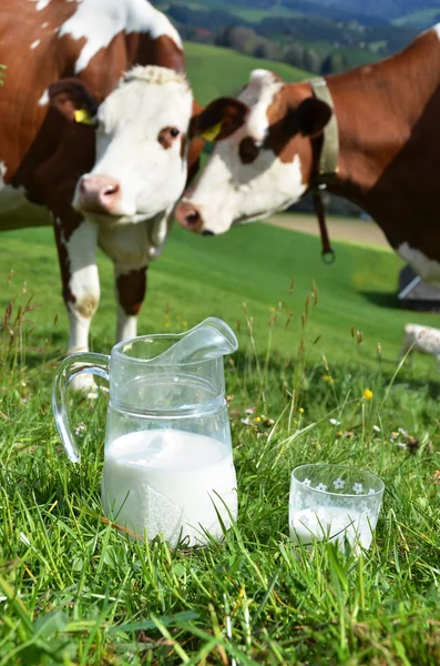 Milch und Kühe — Stockfoto