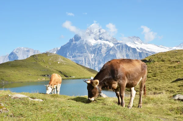 Vacas — Fotografia de Stock