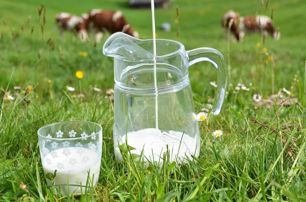 Milch und Kühe — Stockfoto