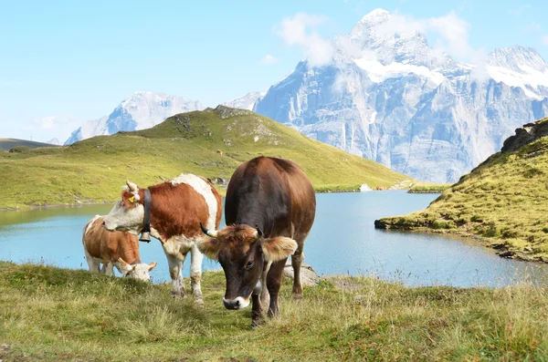 Kühe — Stockfoto