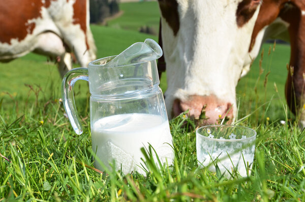Молоко и коровы
