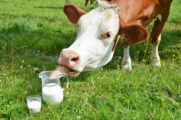 Milk and cows — Stock Photo, Image