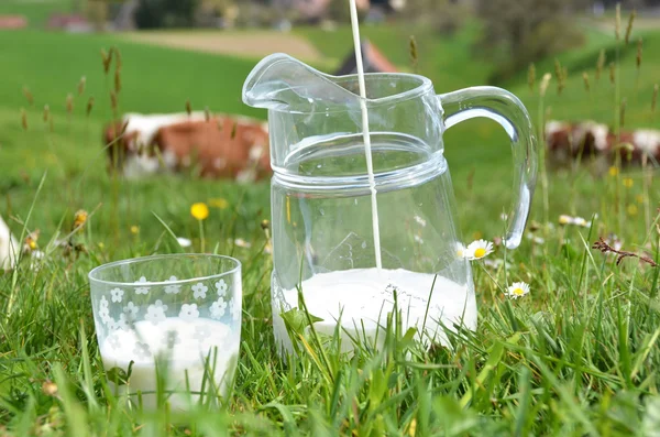 Milch und Kühe — Stockfoto