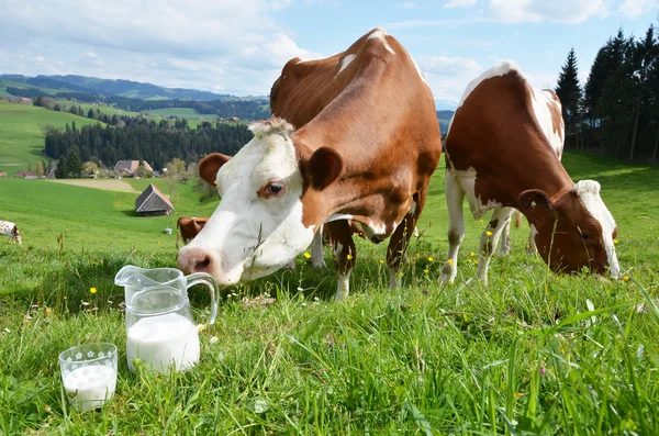 Mléko a krávy — Stock fotografie