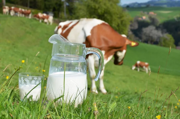 Mjölk och kor — Stockfoto