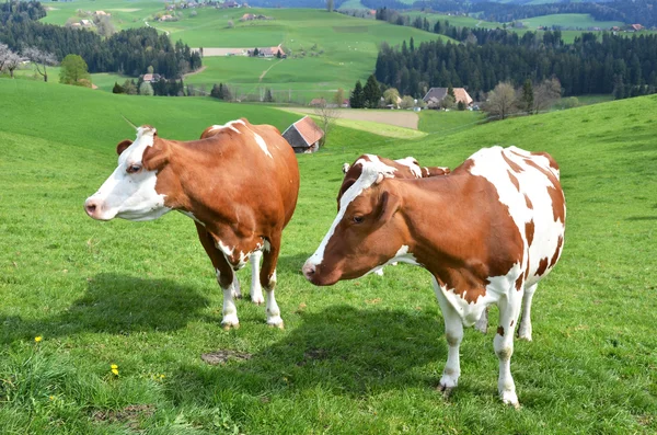 Cows — Stock Photo, Image