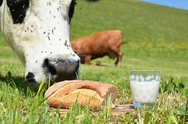 Mléko a krávy — Stock fotografie