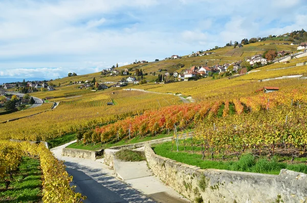 Winnice w regionie lavaux — Zdjęcie stockowe