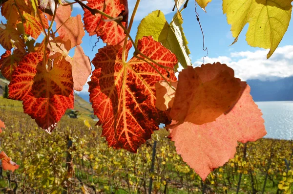 Vineyards in Lavaux region — Stock Photo, Image