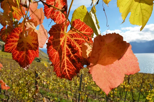 Winnice w regionie lavaux Zdjęcia Stockowe bez tantiem