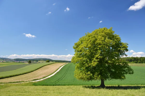 Sommar landskap — Stockfoto