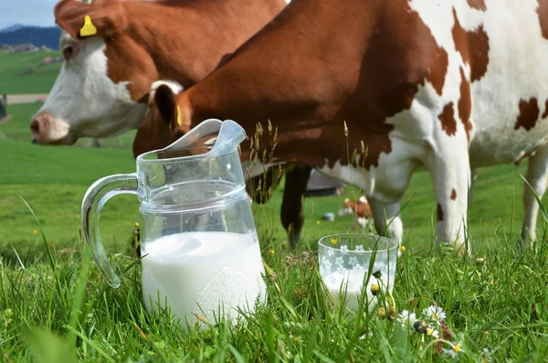 Milch und Kühe — Stockfoto