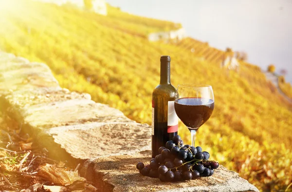 Vino rosso e uva sulla terrazza del vigneto — Foto Stock