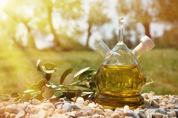 Оливковое масло. Мбаппе, Италия — стоковое фото