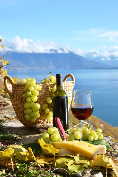 Vin og druer - Stock-foto