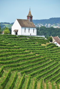 rheinau üzüm bağları