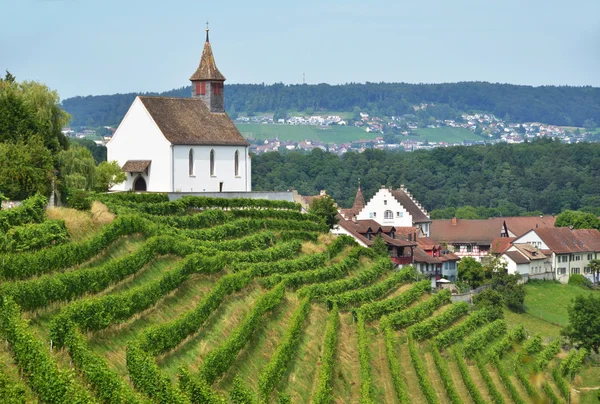 Rheinau üzüm bağları — Stok fotoğraf