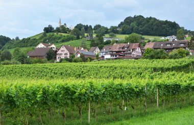 Vineyards in Rheinau clipart