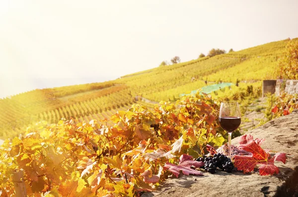 Vino rosso e uva — Foto Stock